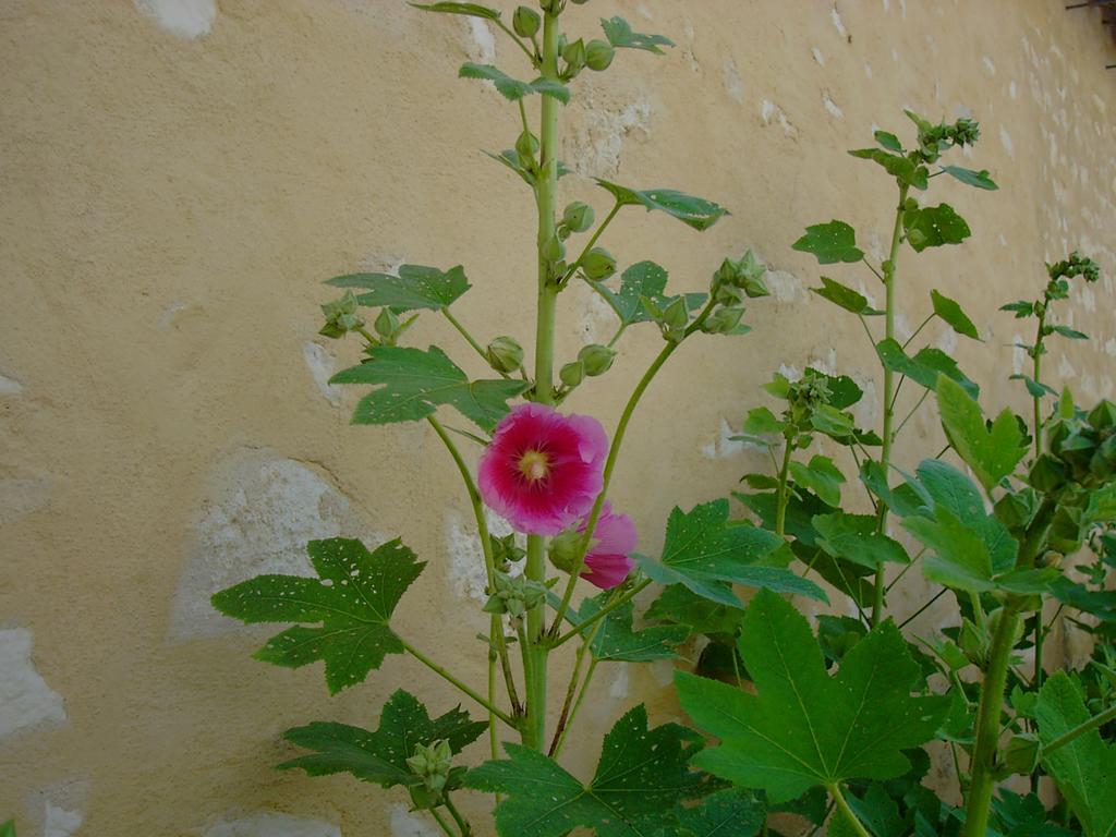 Les Jardins Saint Leonard Thaire Bagian luar foto